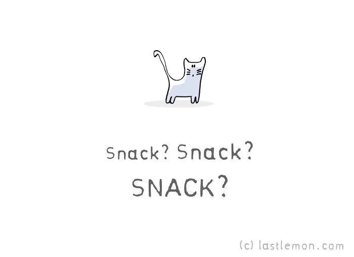 11 Questions That Cats Ask