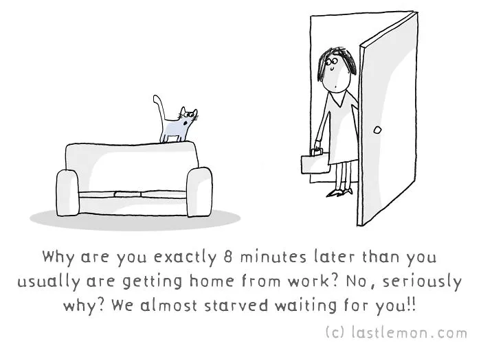 11 Questions That Cats Ask