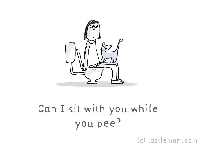 11 Questions That Cats Ask