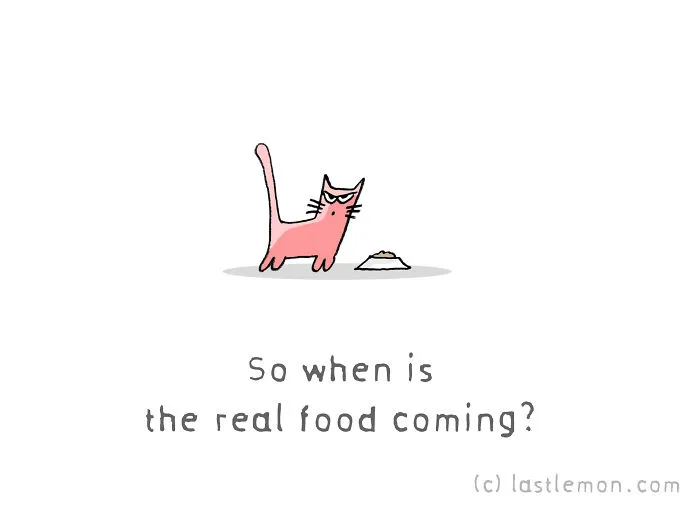 11 Questions That Cats Ask