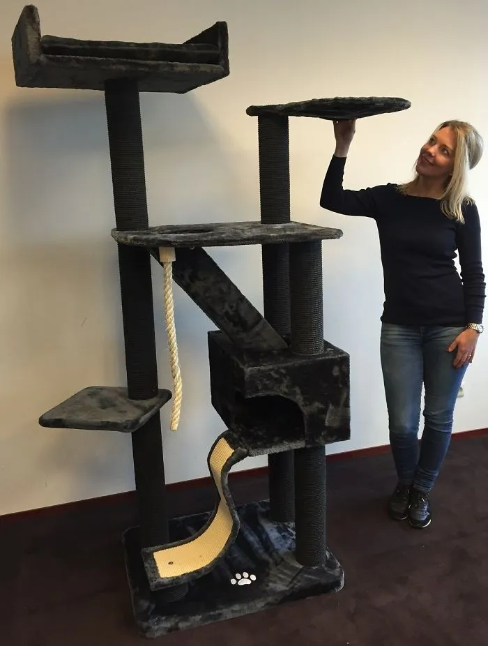 A Cat Tree Can Change Your Life!