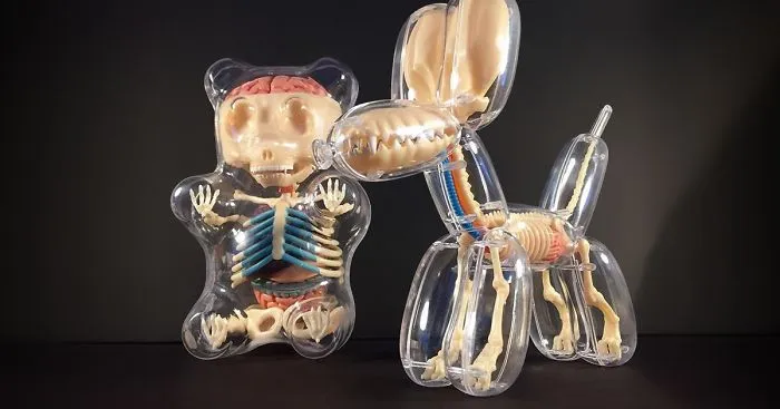 Anatomical Animal Balloons By Jason Freeny