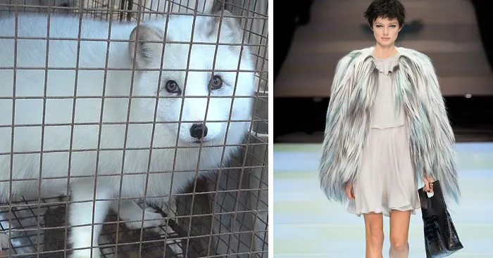 Armani Announces That It Will Stop Using Animal Fur From Now On
