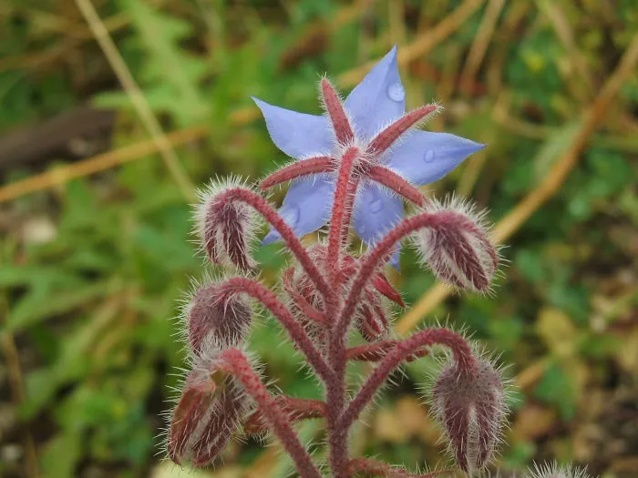 Starflower, Originated In Syria