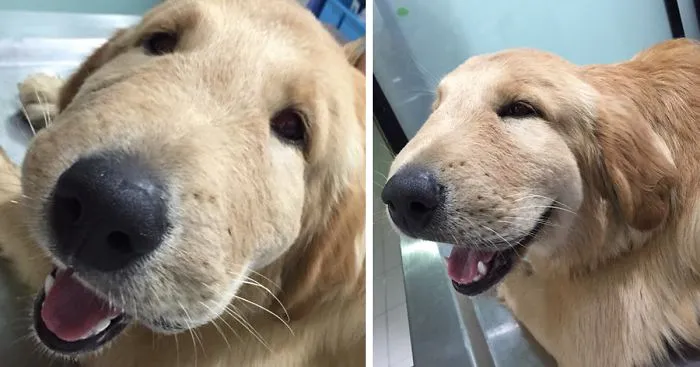 Golden Gets Poisoned By Toad, Keeps On Smiling From Ear To Ear