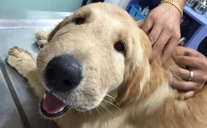 Golden Gets Poisoned By Toad, Keeps On Smiling From Ear To Ear