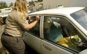 Smashing Car Windows Is Now Legal In Florida To Save Pets