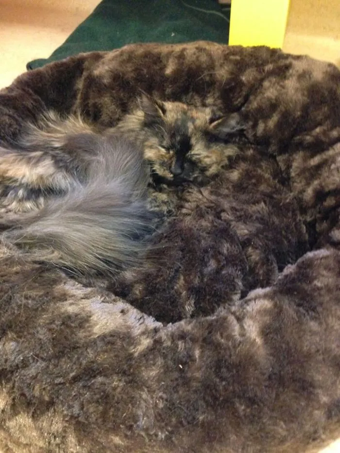Camo Kitty