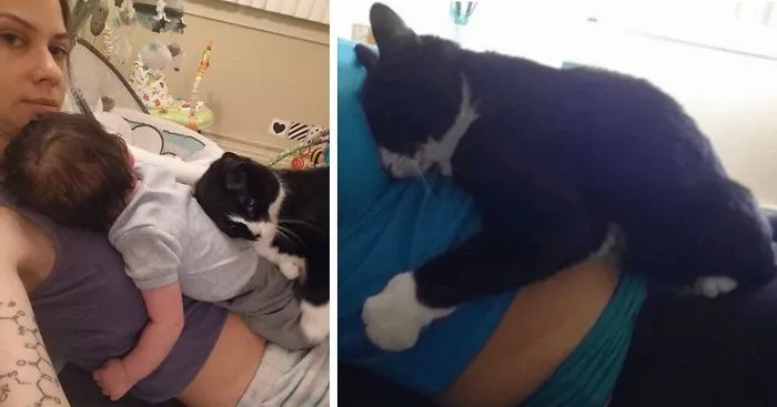 This Cat Has Been Guarding Her Little Human Since Before He Was Born