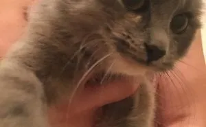 Cat Found On Street