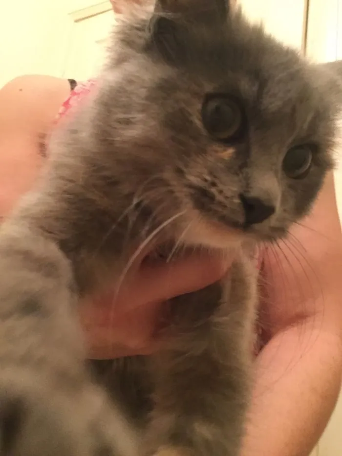 Cat Found On Street