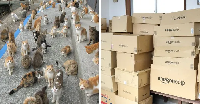 Japan's Cat Island Asks Internet For Food, Gets More Than They Can Store