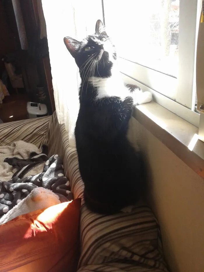Cat Model