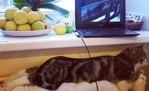 204 Cats Who Love Warmth More Than Anything