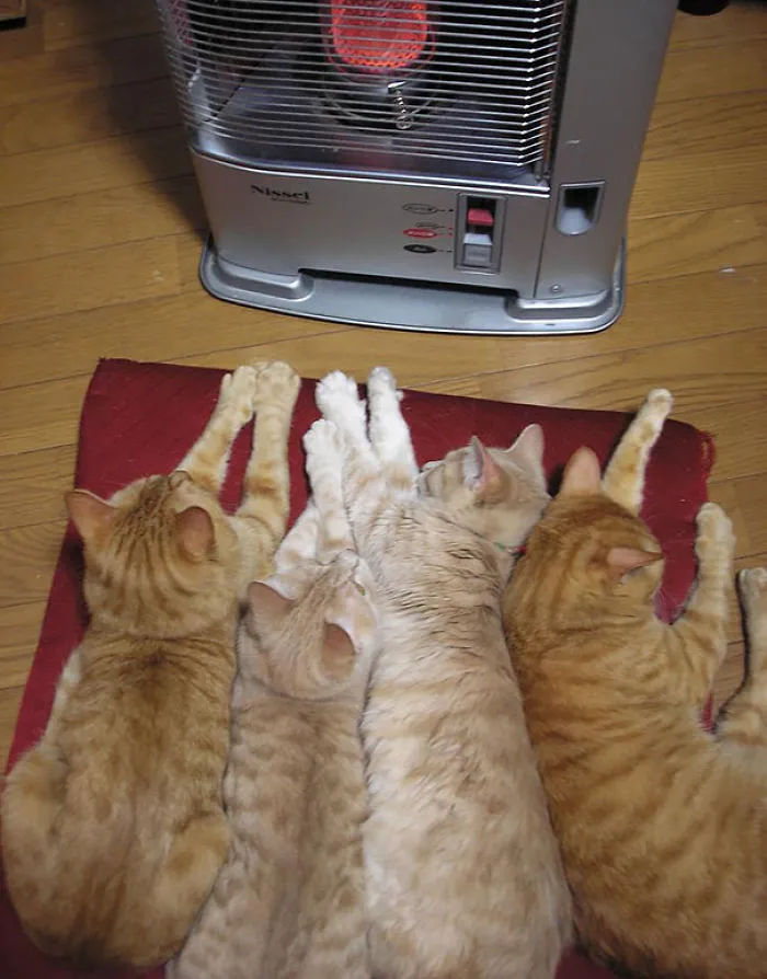 Kittens Magnet