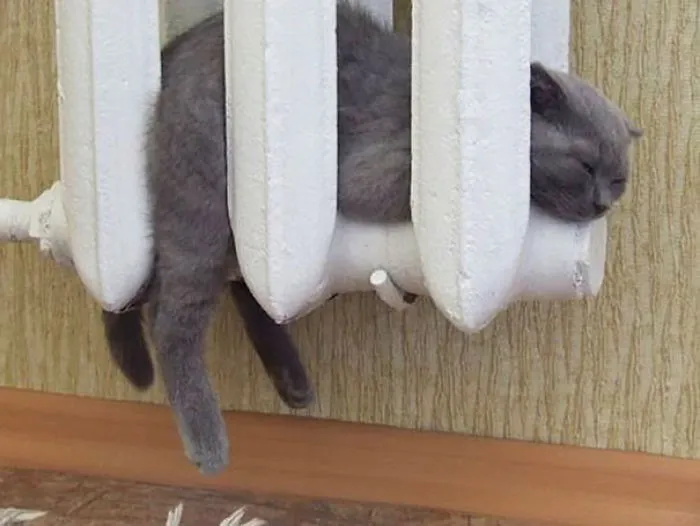 Perfect Place To Take A Nap