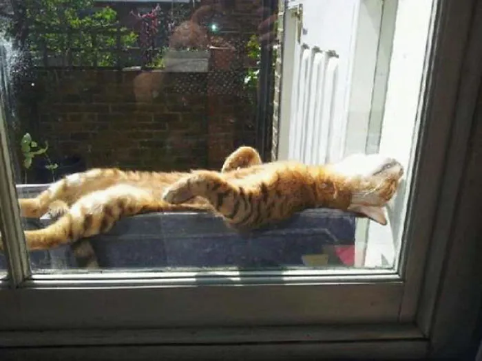 Purrrfect