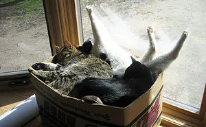 204 Cats Who Love Warmth More Than Anything
