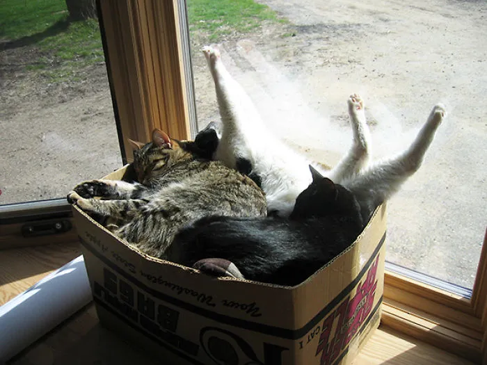 This Is Where I Keep My Spare Cats