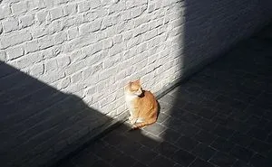 204 Cats Who Love Warmth More Than Anything