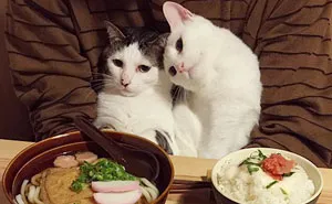 Japanese Couple Captures Every Time Their Cats Watch Them Eat