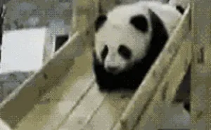 Check Out This Panda.gif!