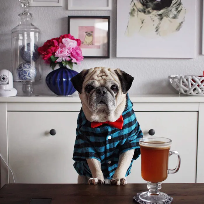 Rocco The Pug Is The Most Stylish Bartender On Instagram (10+ Pics)