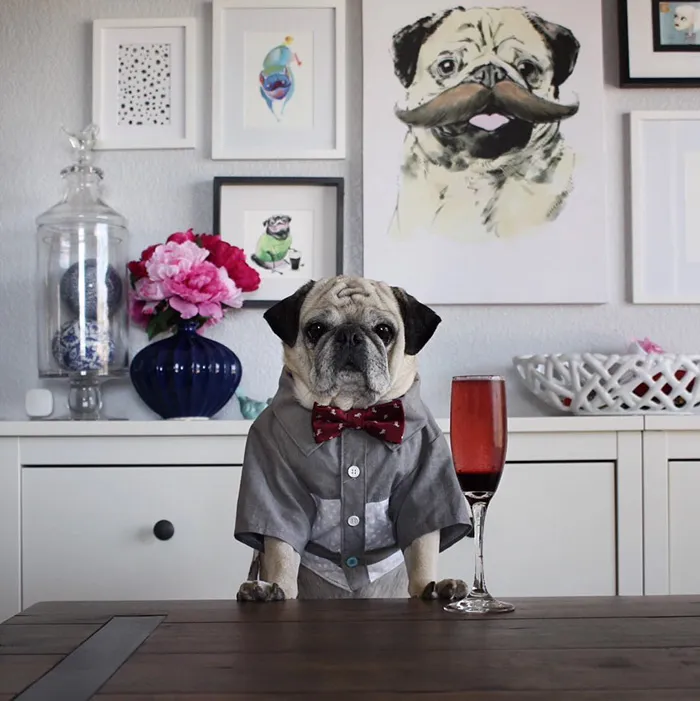Rocco The Pug Is The Most Stylish Bartender On Instagram (10+ Pics)