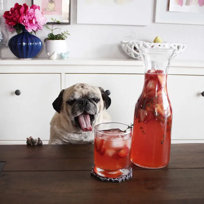 Rocco The Pug Is The Most Stylish Bartender On Instagram (10+ Pics)