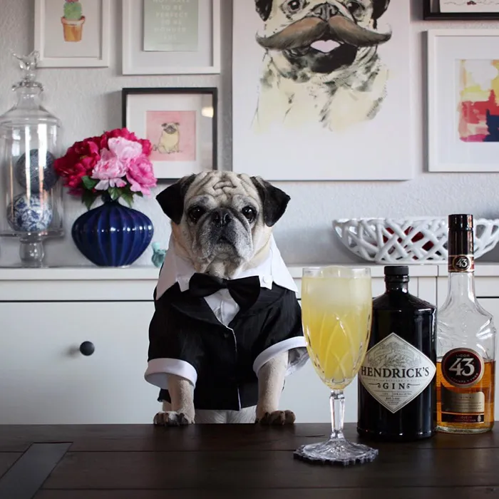 Rocco The Pug Is The Most Stylish Bartender On Instagram (10+ Pics)