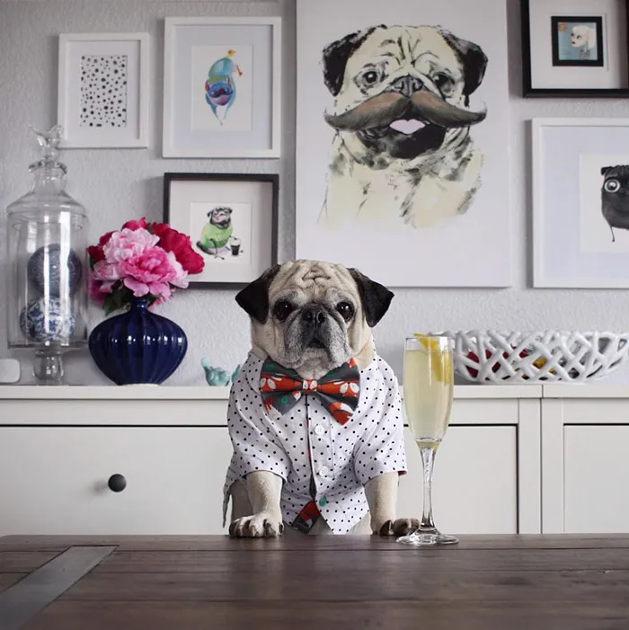Rocco The Pug Is The Most Stylish Bartender On Instagram (10+ Pics)