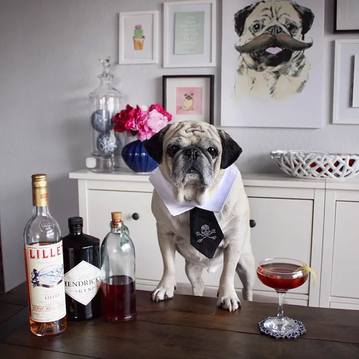 Rocco The Pug Is The Most Stylish Bartender On Instagram (10+ Pics)