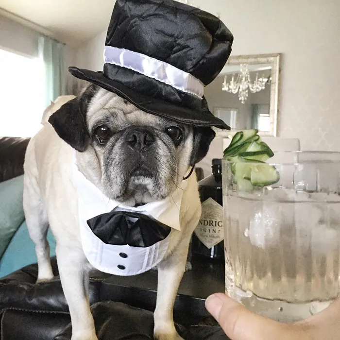 Rocco The Pug Is The Most Stylish Bartender On Instagram (10+ Pics)