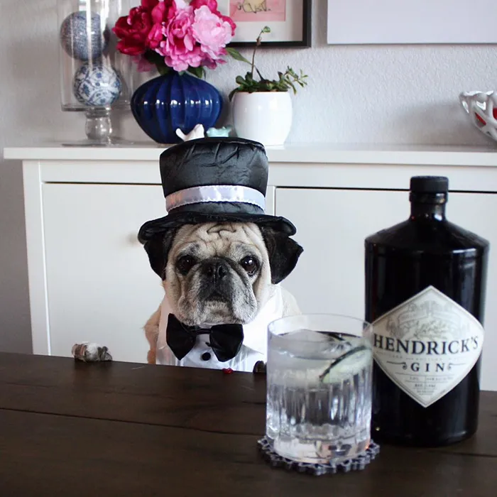 Rocco The Pug Is The Most Stylish Bartender On Instagram (10+ Pics)