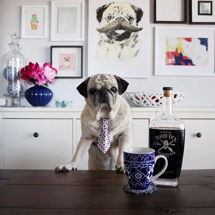 Rocco The Pug Is The Most Stylish Bartender On Instagram (10+ Pics)