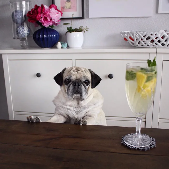 Rocco The Pug Is The Most Stylish Bartender On Instagram (10+ Pics)