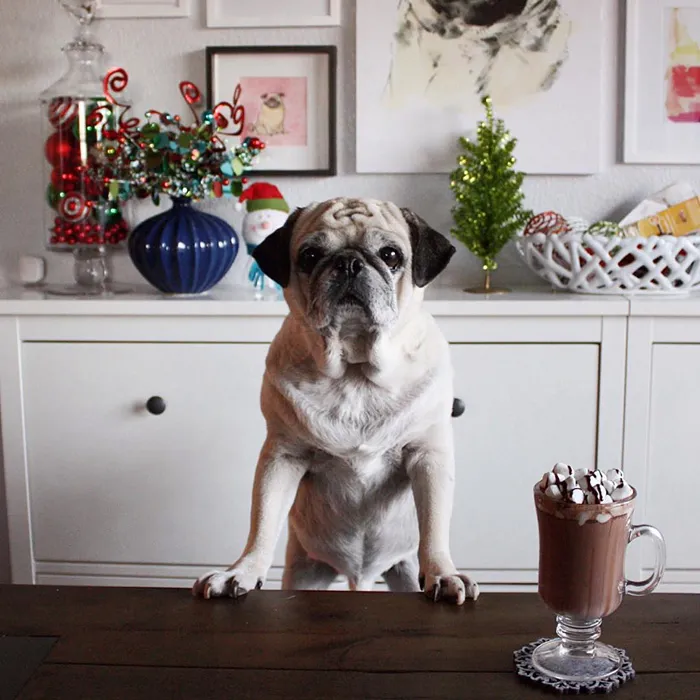 Rocco The Pug Is The Most Stylish Bartender On Instagram (10+ Pics)