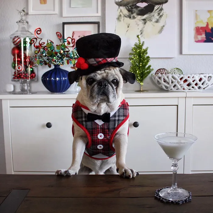 Rocco The Pug Is The Most Stylish Bartender On Instagram (10+ Pics)