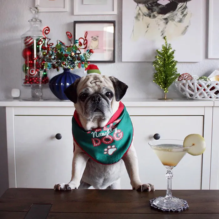 Rocco The Pug Is The Most Stylish Bartender On Instagram (10+ Pics)