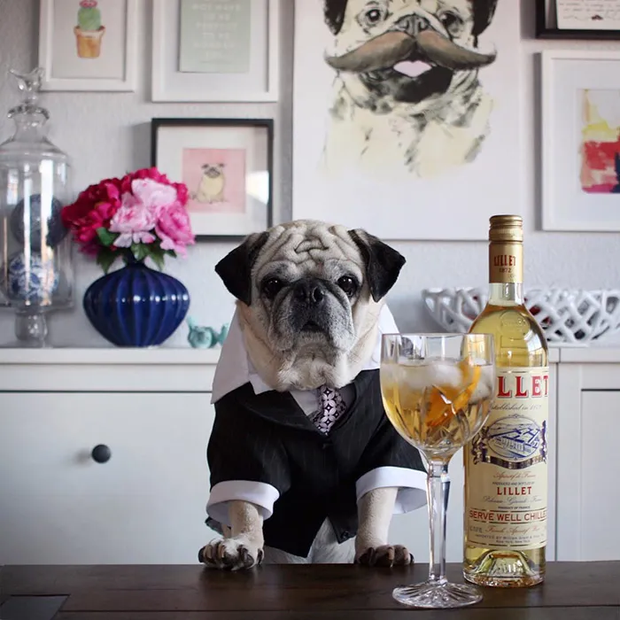 Rocco The Pug Is The Most Stylish Bartender On Instagram (10+ Pics)