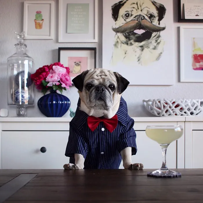Rocco The Pug Is The Most Stylish Bartender On Instagram (10+ Pics)