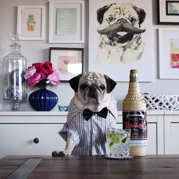 Rocco The Pug Is The Most Stylish Bartender On Instagram (10+ Pics)