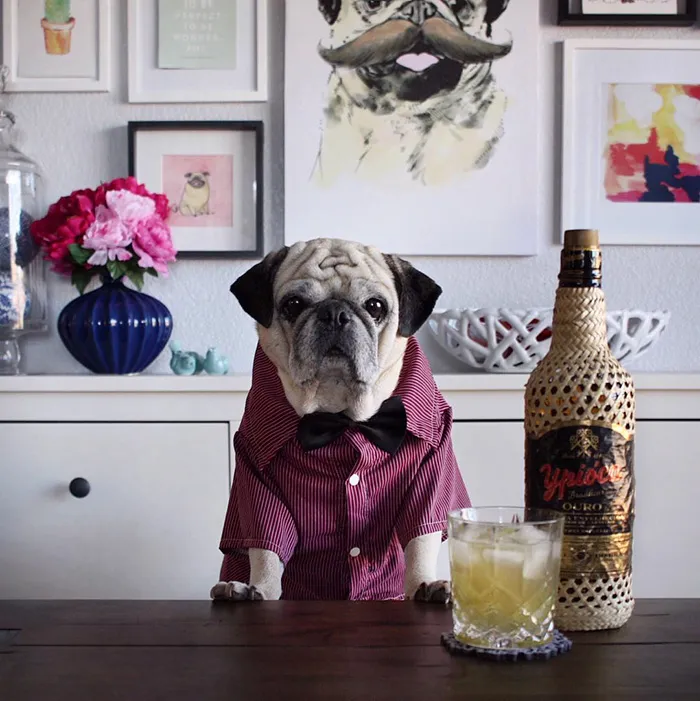 Rocco The Pug Is The Most Stylish Bartender On Instagram (10+ Pics)