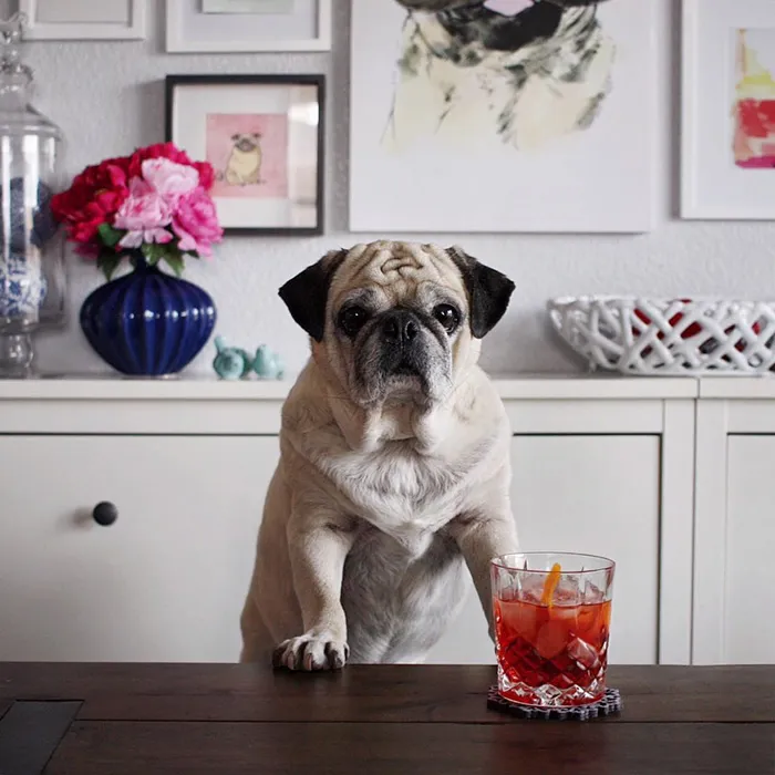 Rocco The Pug Is The Most Stylish Bartender On Instagram (10+ Pics)