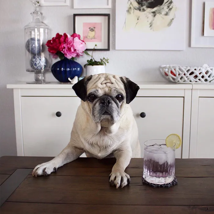 Rocco The Pug Is The Most Stylish Bartender On Instagram (10+ Pics)