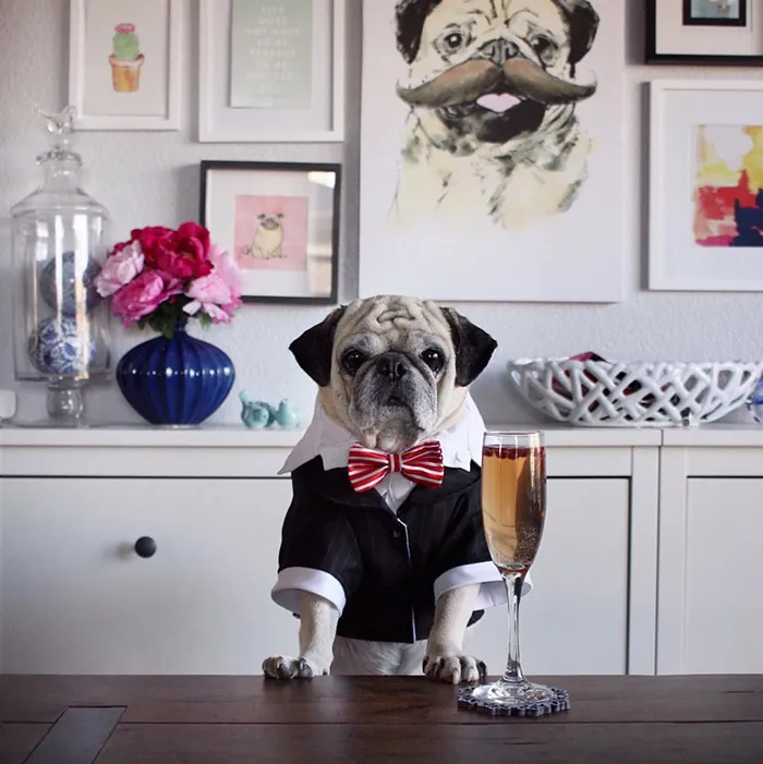 Rocco The Pug Is The Most Stylish Bartender On Instagram (10+ Pics)