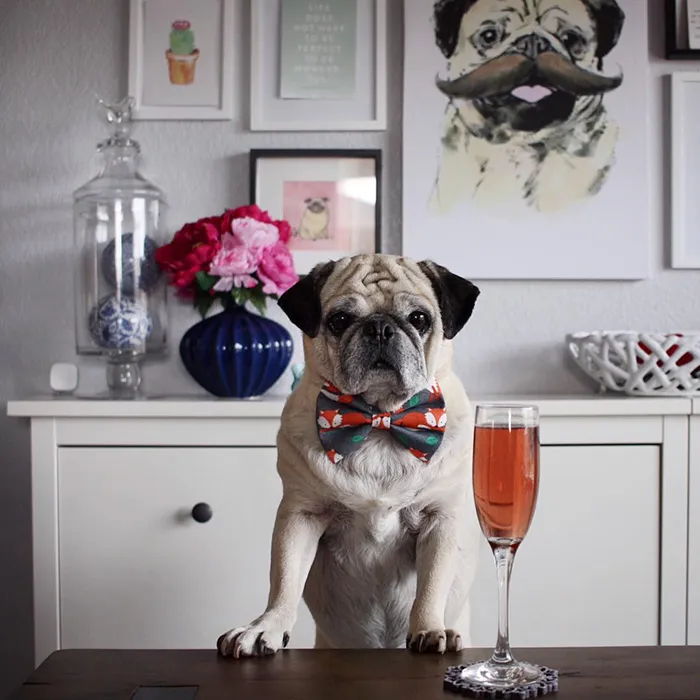 Rocco The Pug Is The Most Stylish Bartender On Instagram (10+ Pics)