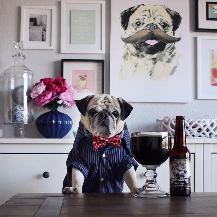 Rocco The Pug Is The Most Stylish Bartender On Instagram (10+ Pics)
