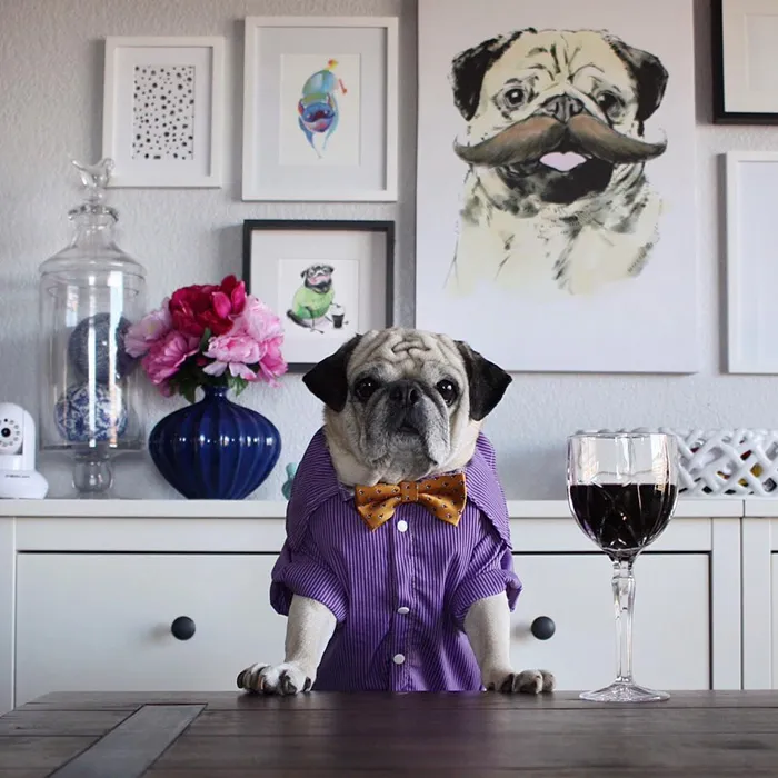 Rocco The Pug Is The Most Stylish Bartender On Instagram (10+ Pics)