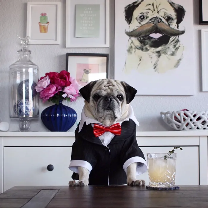 Rocco The Pug Is The Most Stylish Bartender On Instagram (10+ Pics)